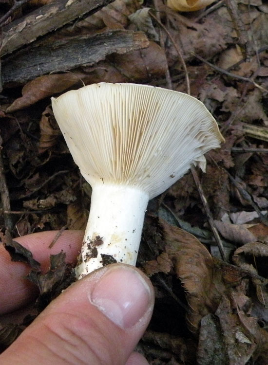 Due Clitocybe gibba? O Lepista flaccida? O...